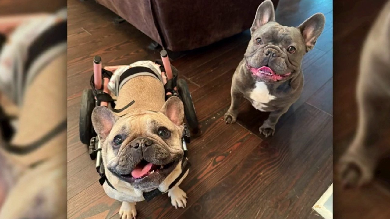 Talk of the Day: How do you pick your pets' names?