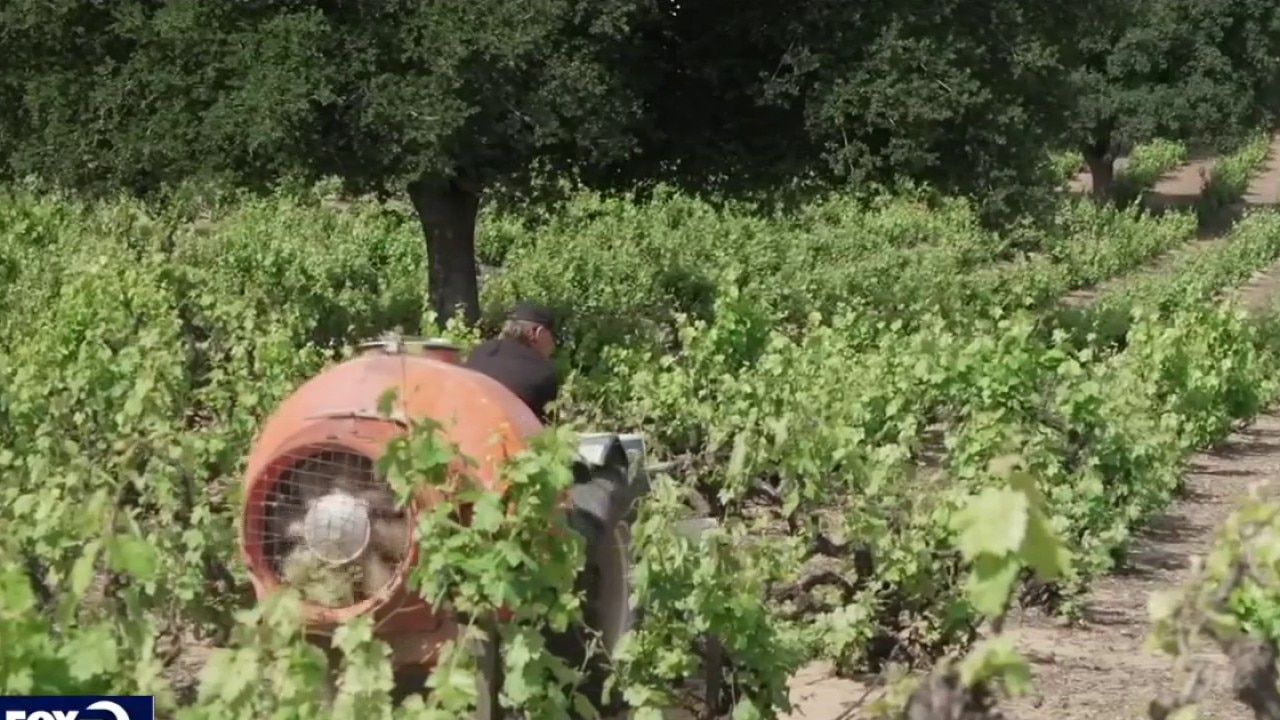 Oakley vineyard is hidden gem