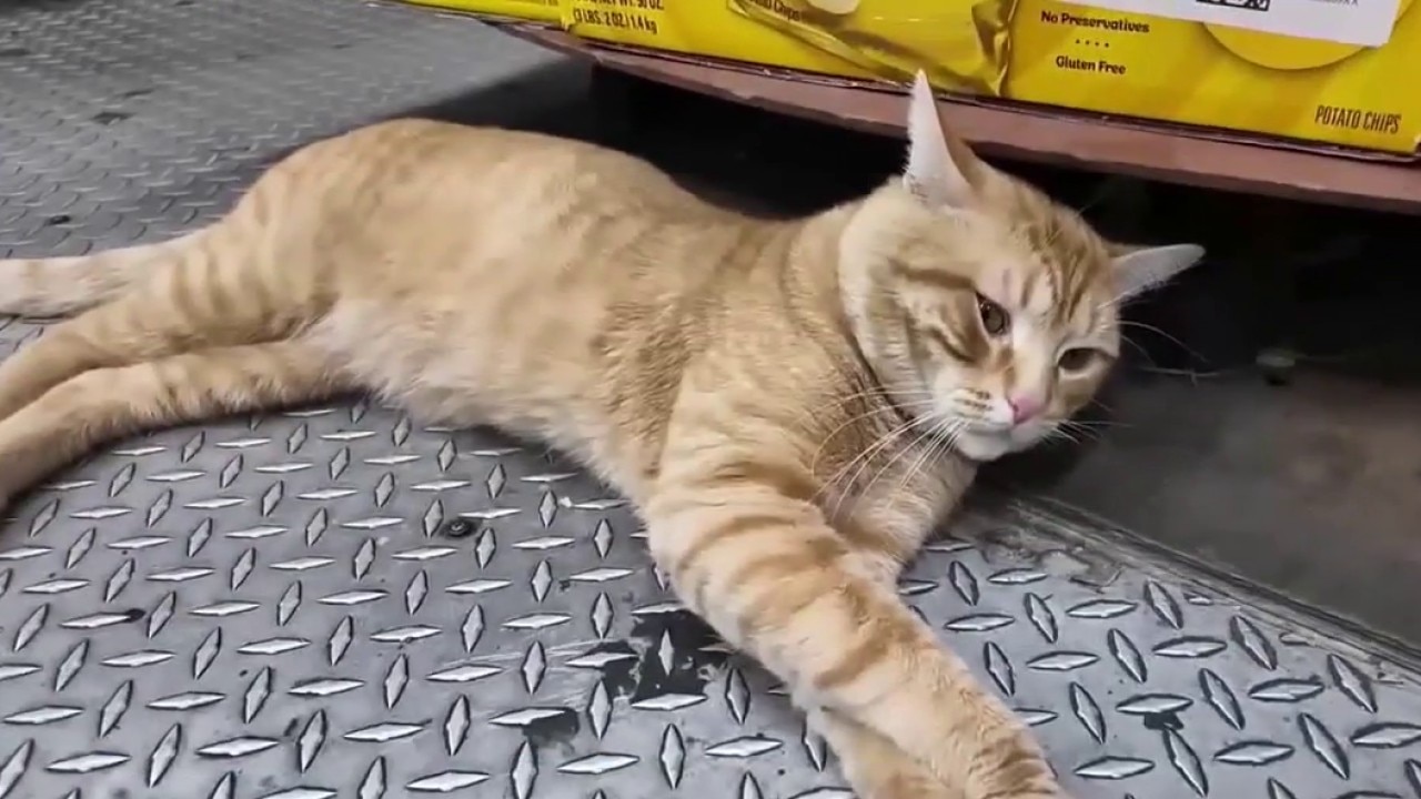 Push to legalize NYC bodega cats