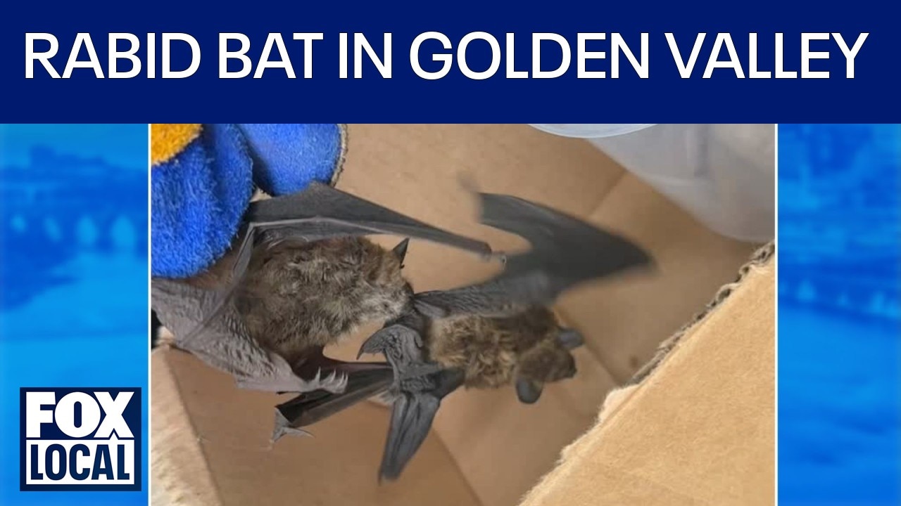Bat tests positive for rabies in Golden Valley: What to know