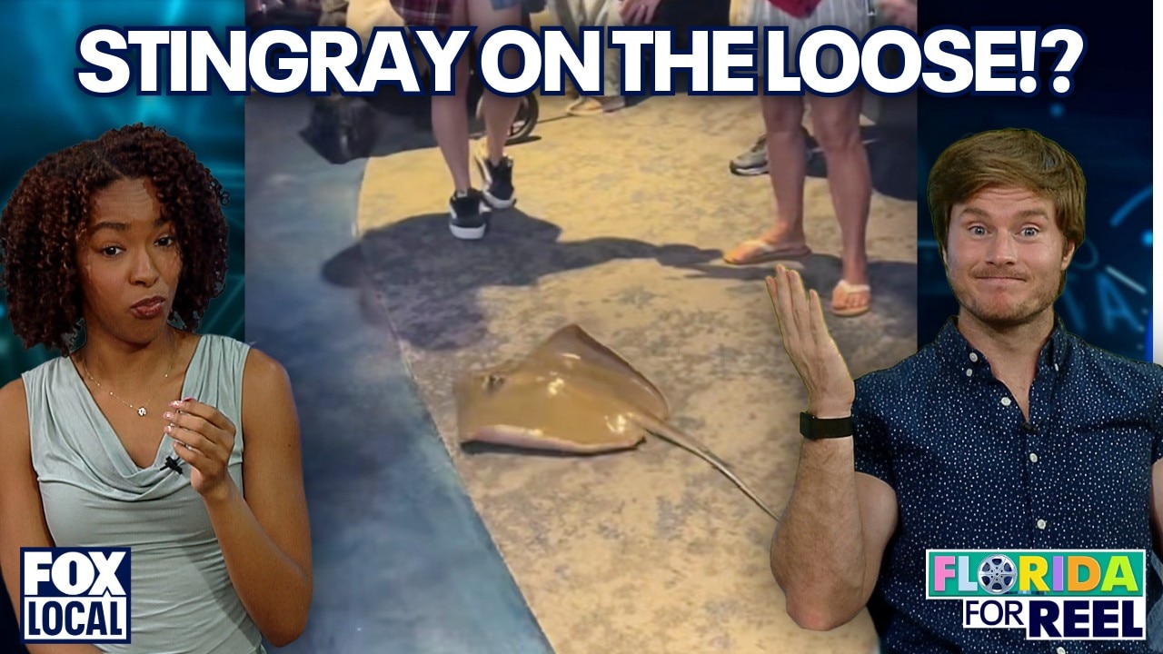 Stingray escapes touch tank in Florida | Florida For Reel