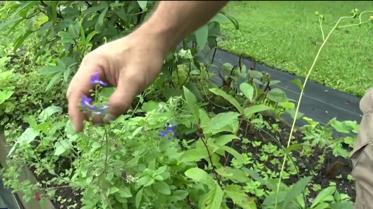 Native species for Florida landscape