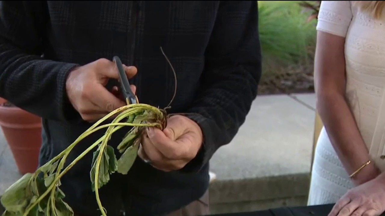 How to plant strawberries in your garden