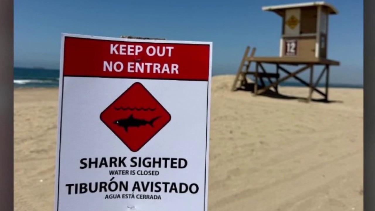 Great white shark sightings along OC coast