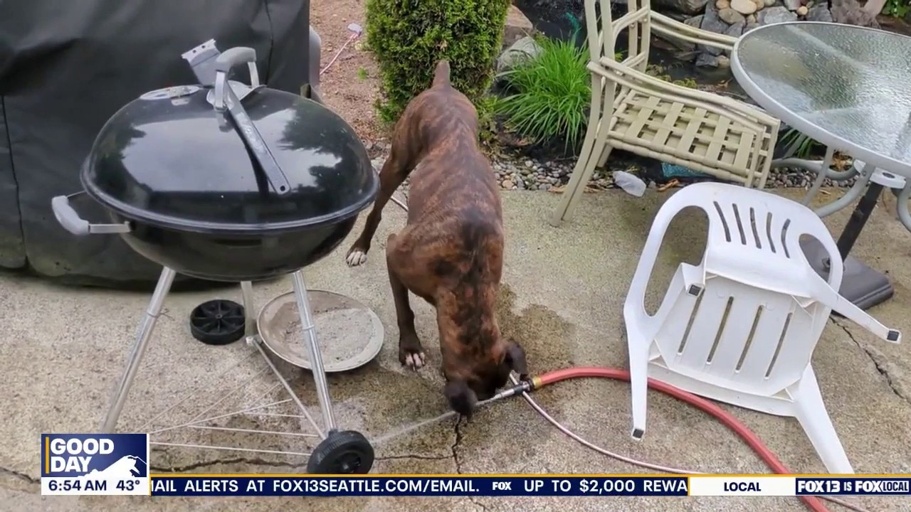 Pet Tricks for Friday, April 17