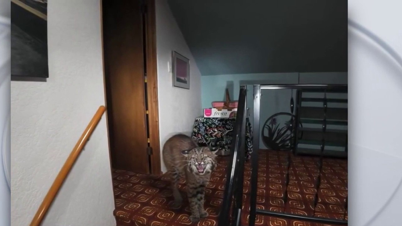 Bobcat climbs into Kirkland home