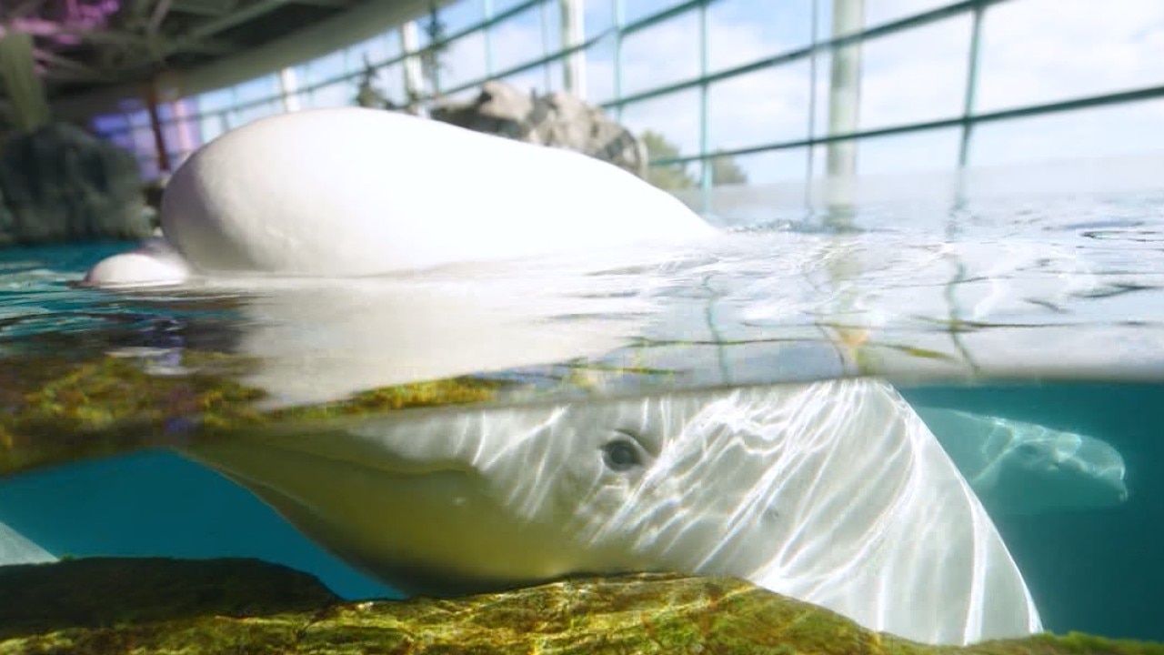 Recently rescued Beluga Whale dies at Shedd Aquarium