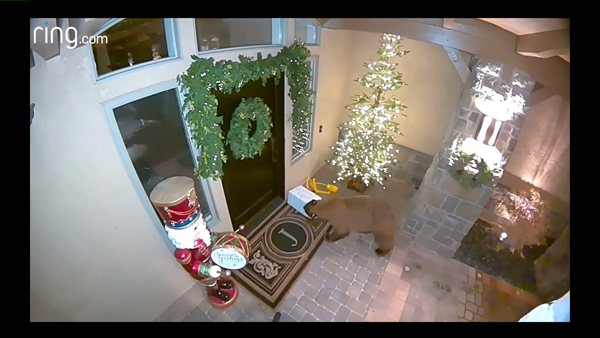 Bear package theft