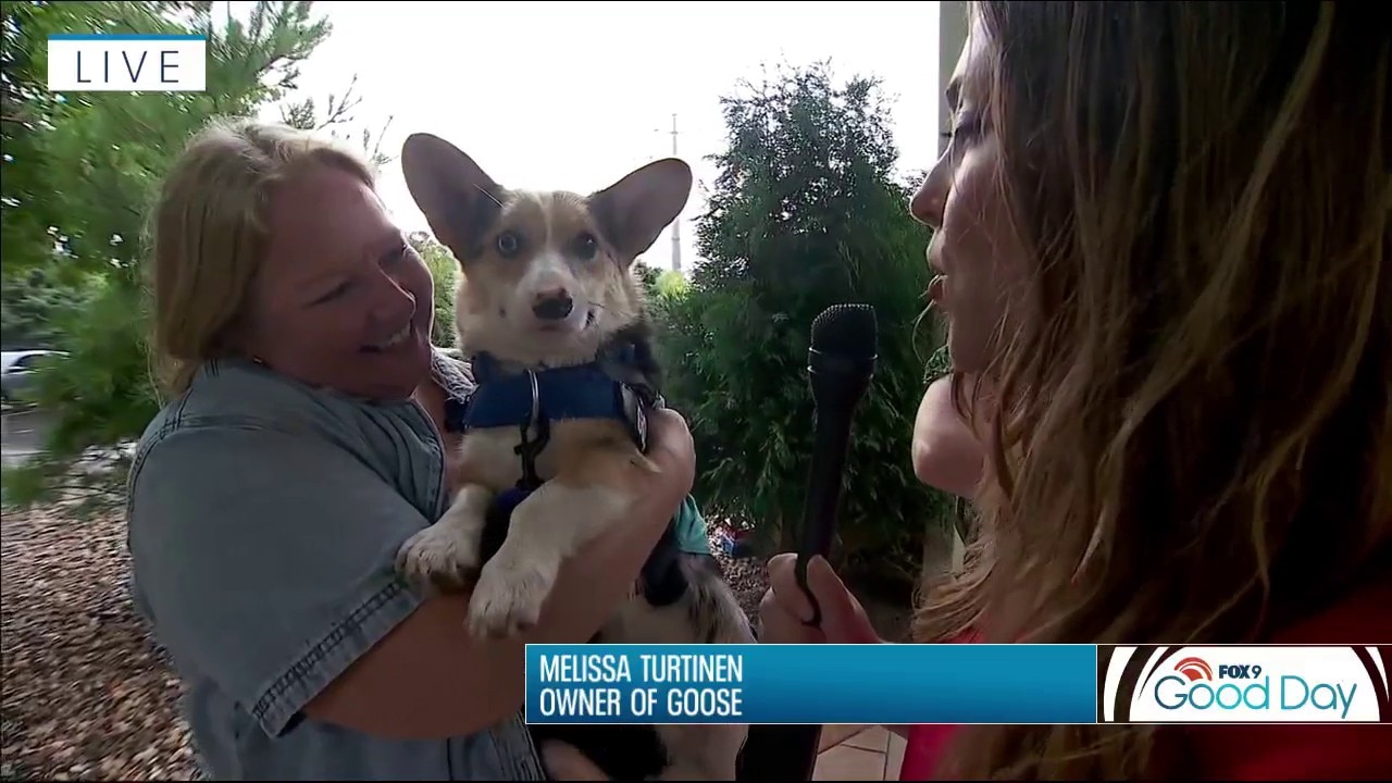Corgi races coming to Canterbury Park