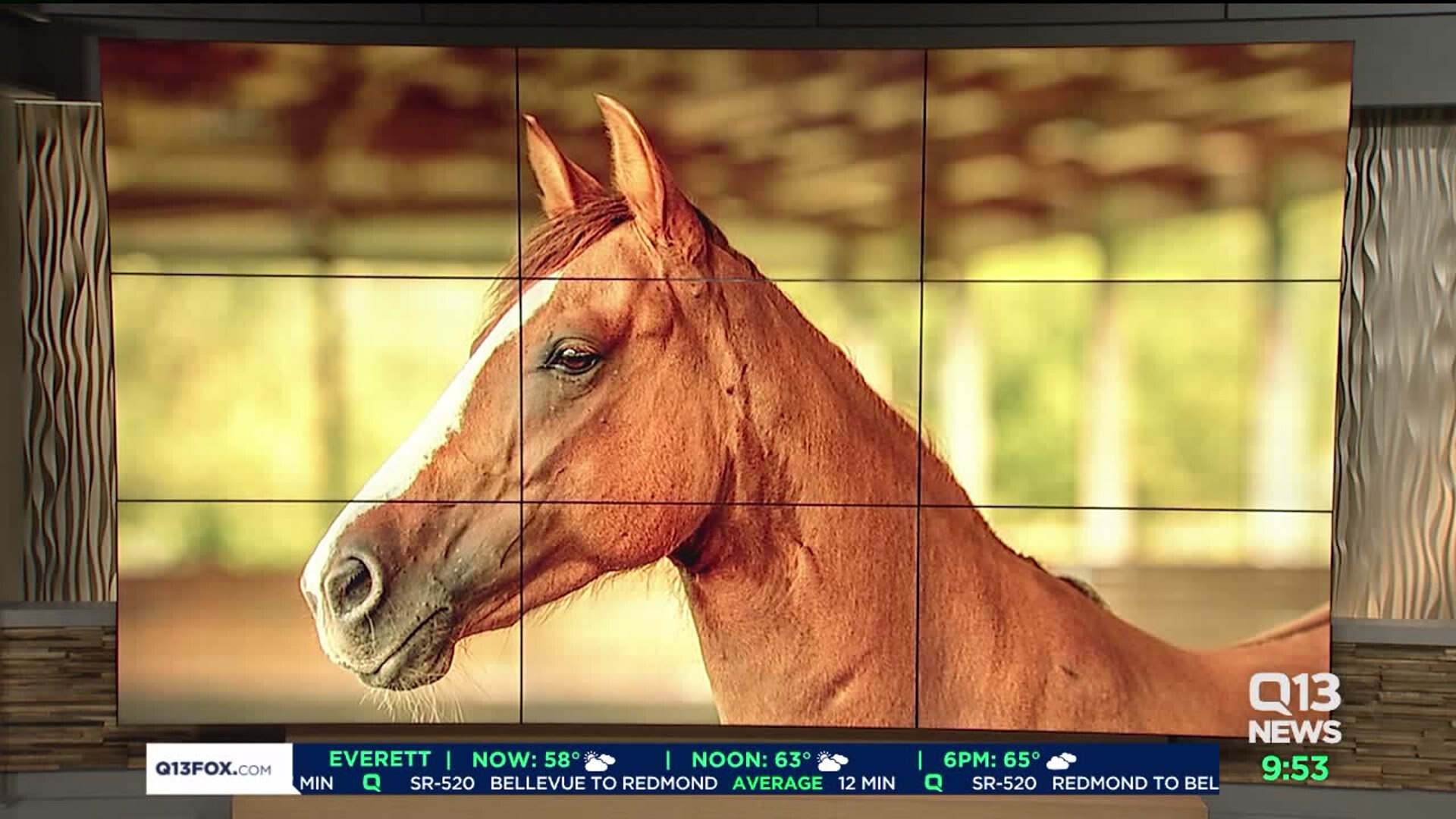 Lime Light Pet Project; Meet Lacey