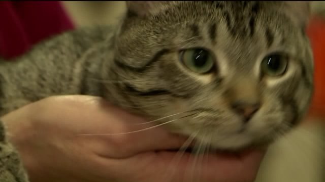 Two dozen cats transferred to WHS from Green Bay in wake of hoarding situation