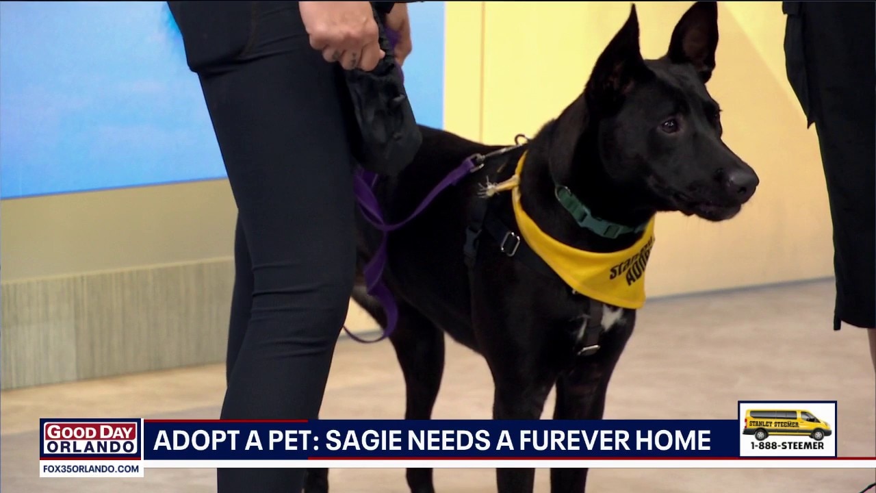 Adopt-A-Pet: Meet Sagie