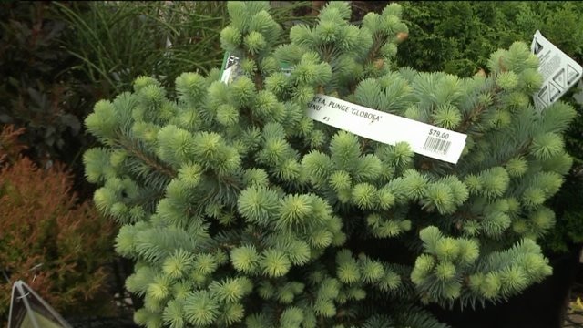 Need to spruce up your yard? Here are some ways to do it