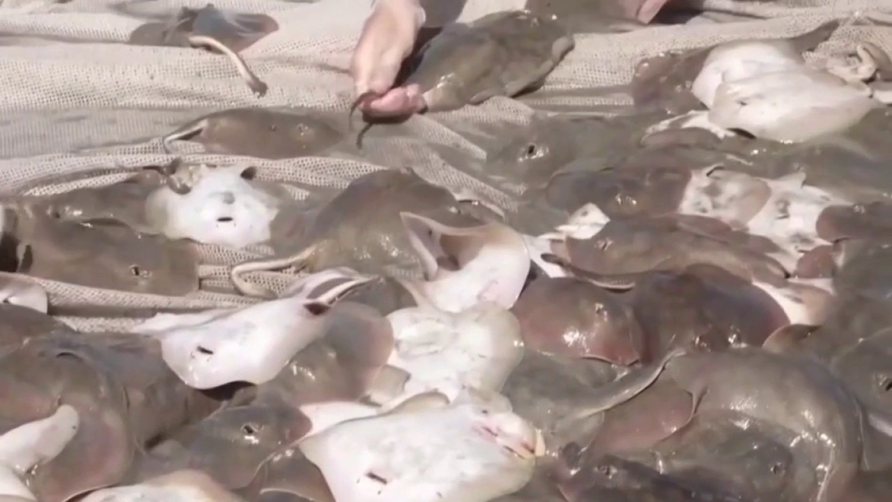 Stingrays surge in Southern California's warm waters