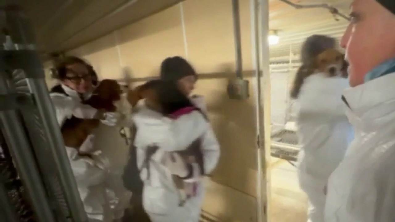 'Substantial majority' of Ridglan Farms beagles sold to rescues