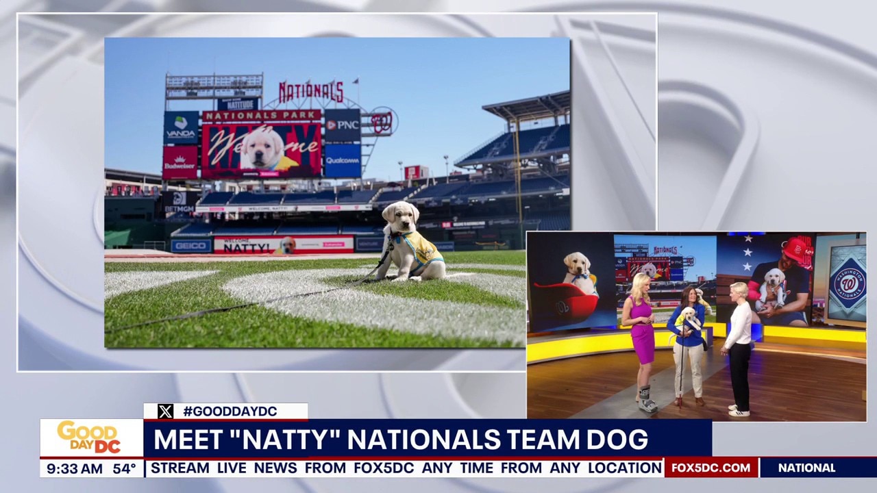 Nationals Team Dog: Natty