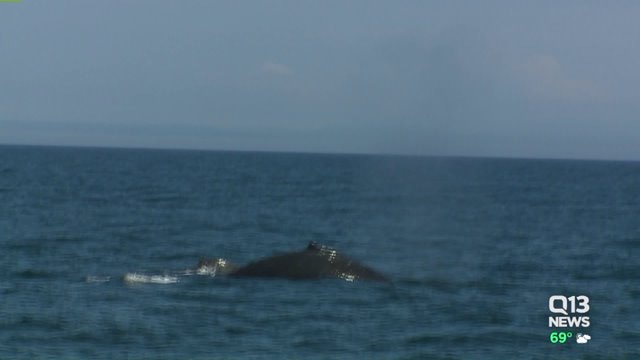 Whale sightings