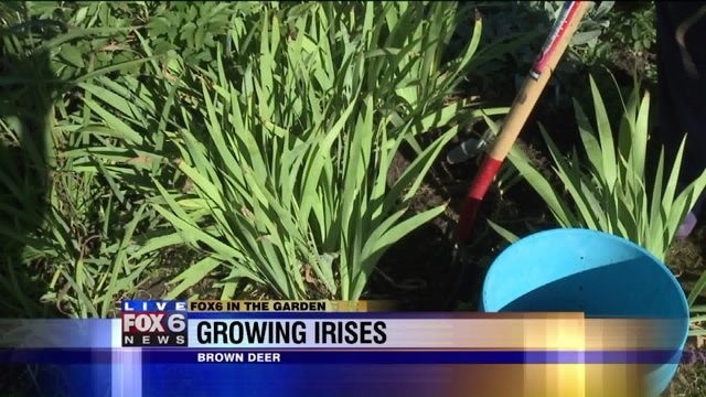 You can clean-up and split-up your irises now, why we do it now and how