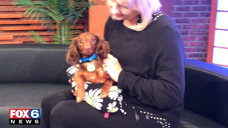 Adopt-a-Pet August August 16