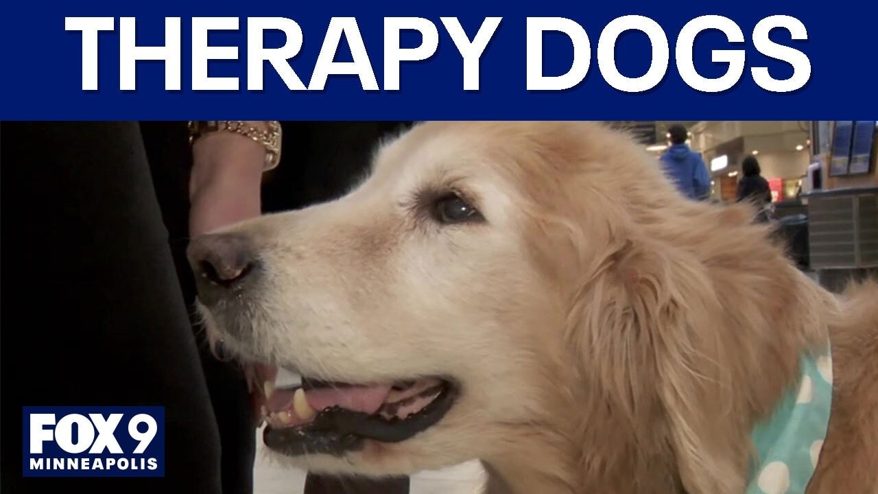 Therapy dogs and mental health 