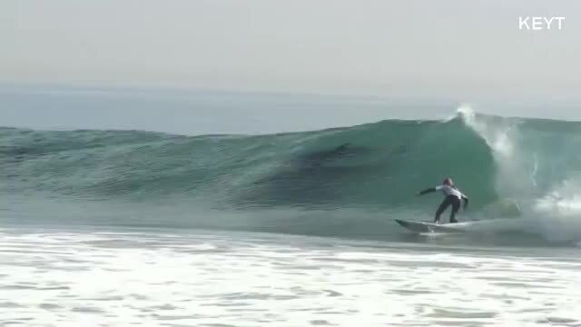 Dolphins steal show at surfing competition