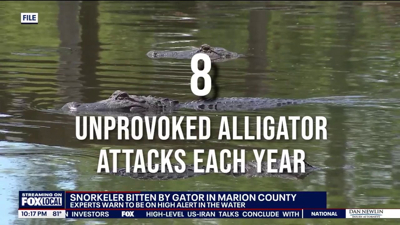 Snorkeler bitten by alligator on Rainbow River