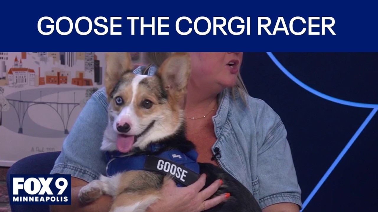 Corgi Races at Canterbury: Goose the Speed Demon 