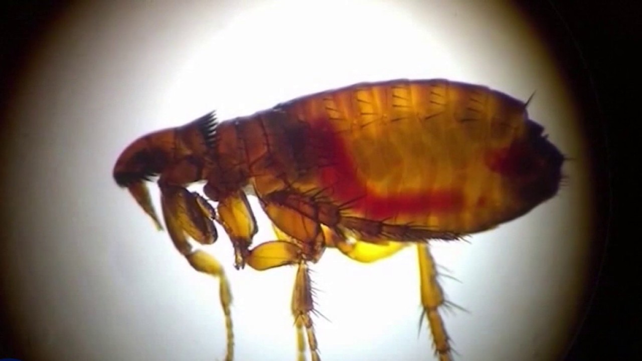 Typhus cases reported across LA County