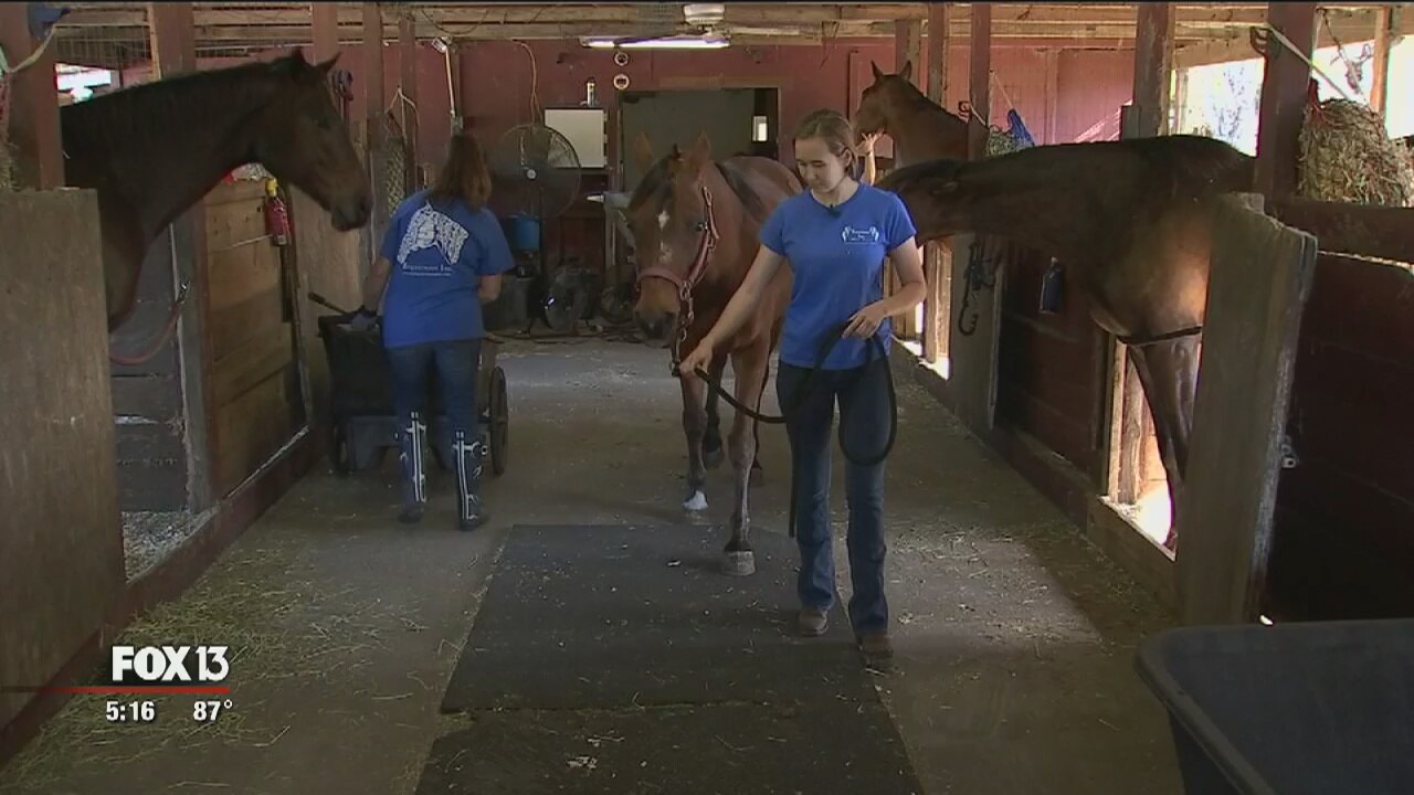 Horse rescue raising funds to stay open