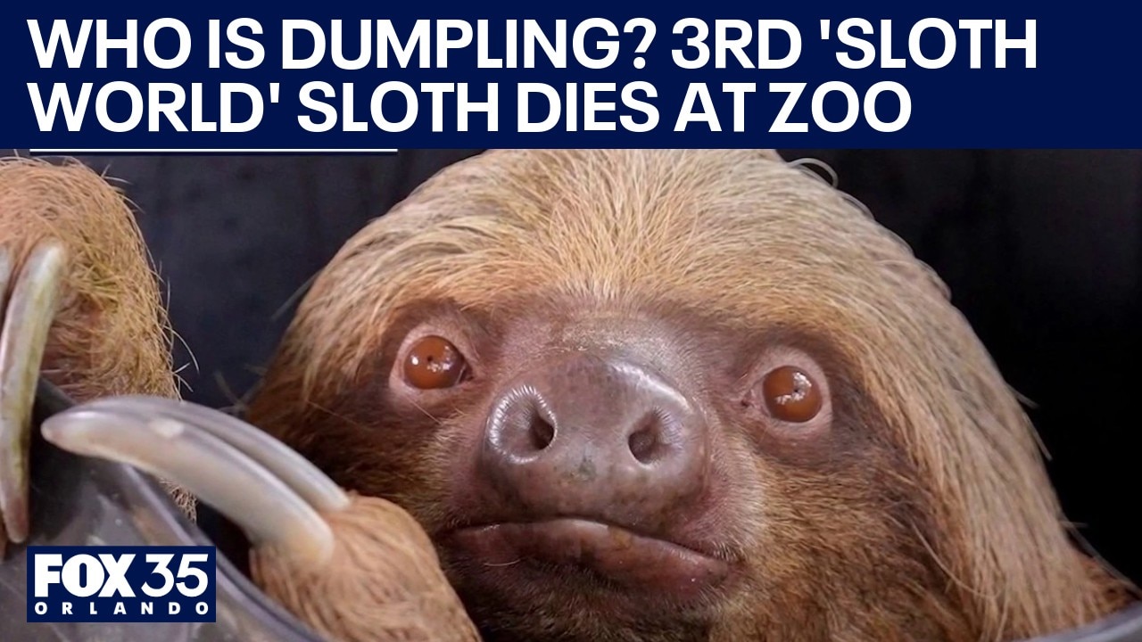 Who is Dumpling? 3rd rescued 'Sloth World' sloth dies