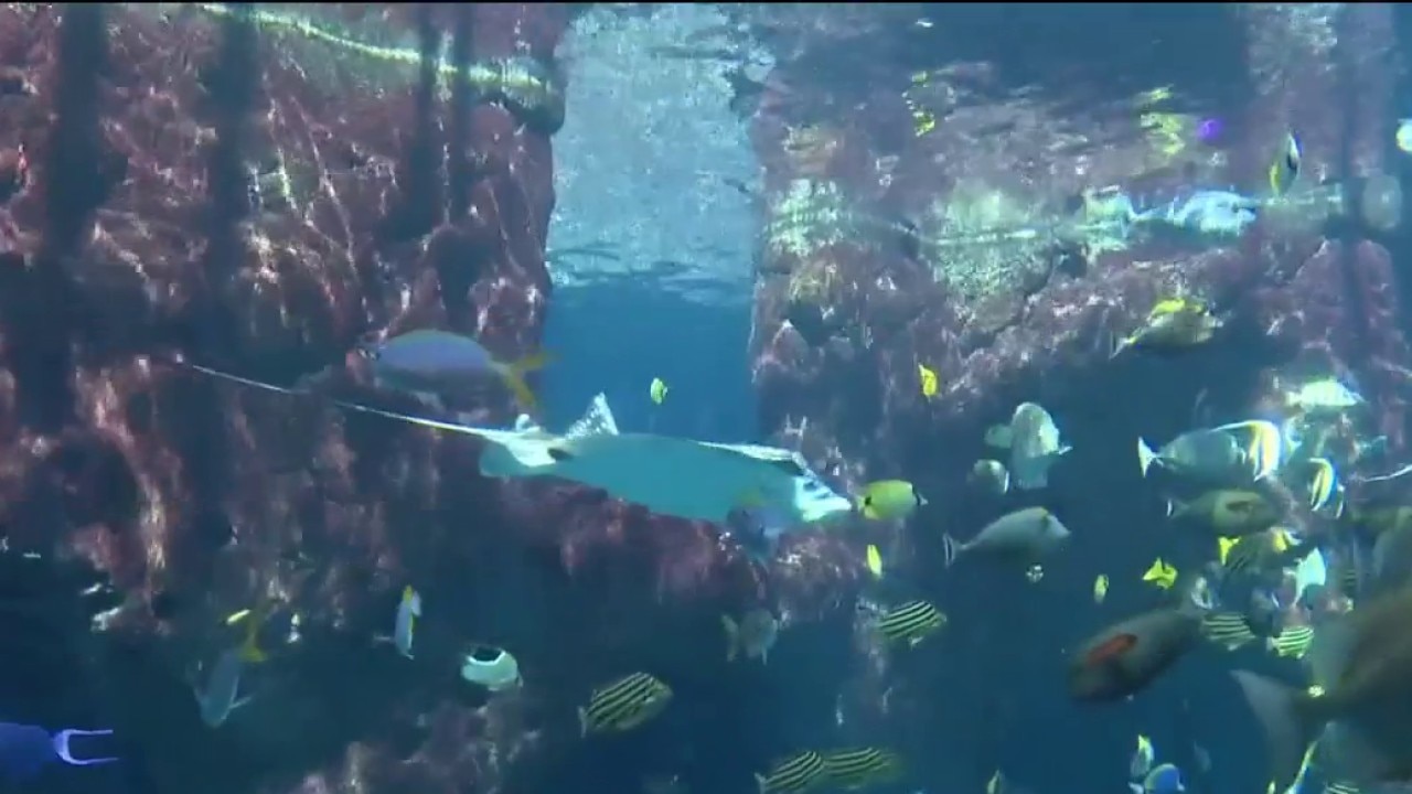Charley's World: Beat the Heat at The Florida Aquarium