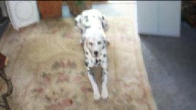 MPD officer shoots, kills Dalmatian