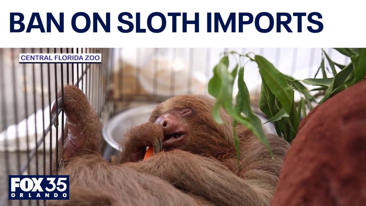 Push for tighter regulations after sloth deaths at Florida facility