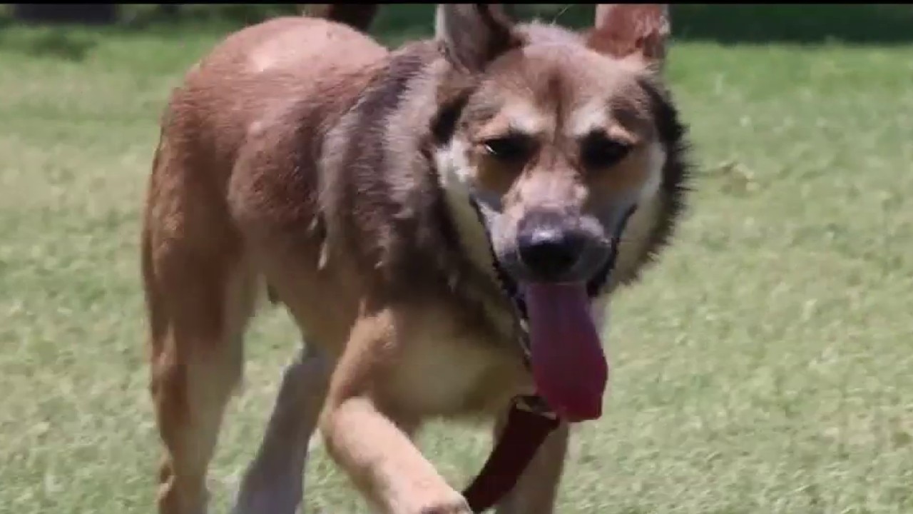 SPCA Pet of the Day | Meet Ryder