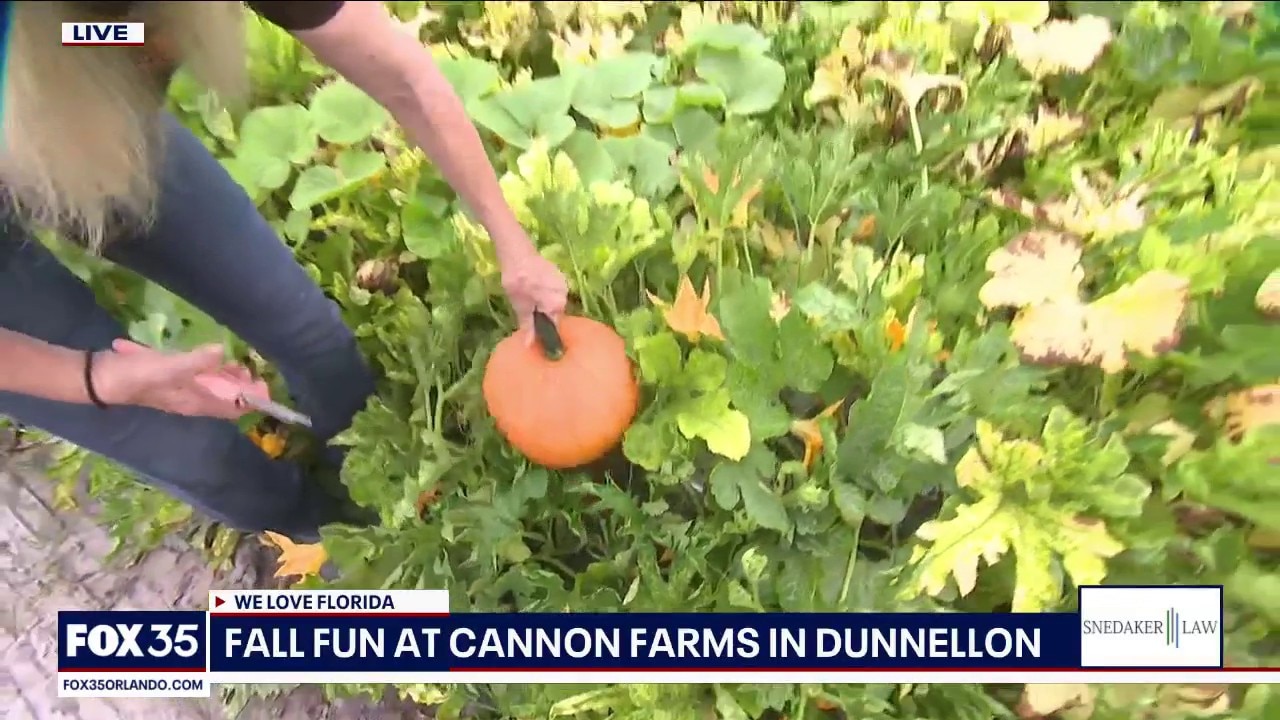 Picking pumpkins at Cannon Farms
