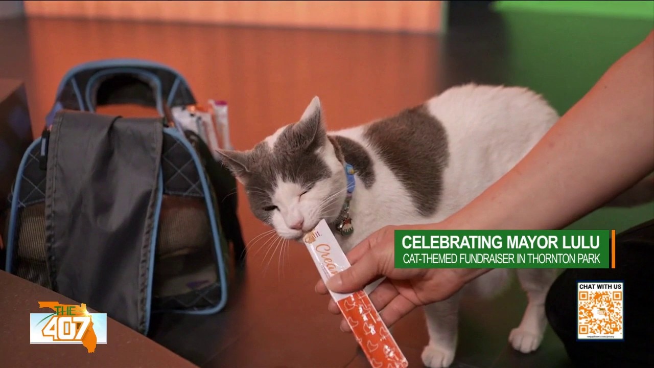 'Mayor' Lulu’s Birthday Bash Benefits Cat Rescues