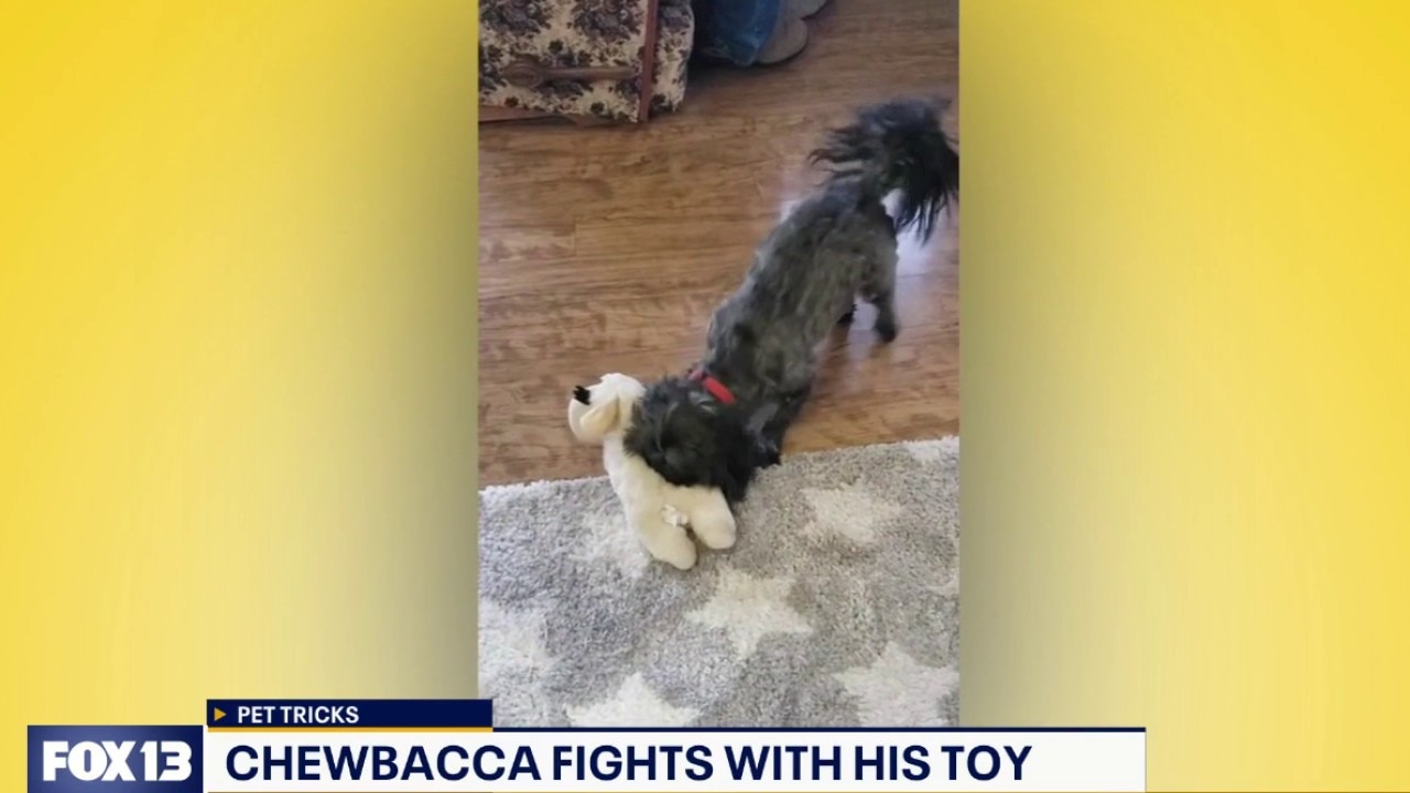 Good Day Pet Tricks, Oct. 27