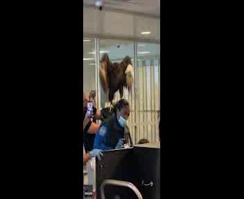 Bald eagle checked by security at North Carolina airport