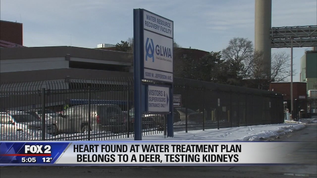 Fourth organ at water treatment plant ID'd as deer heart