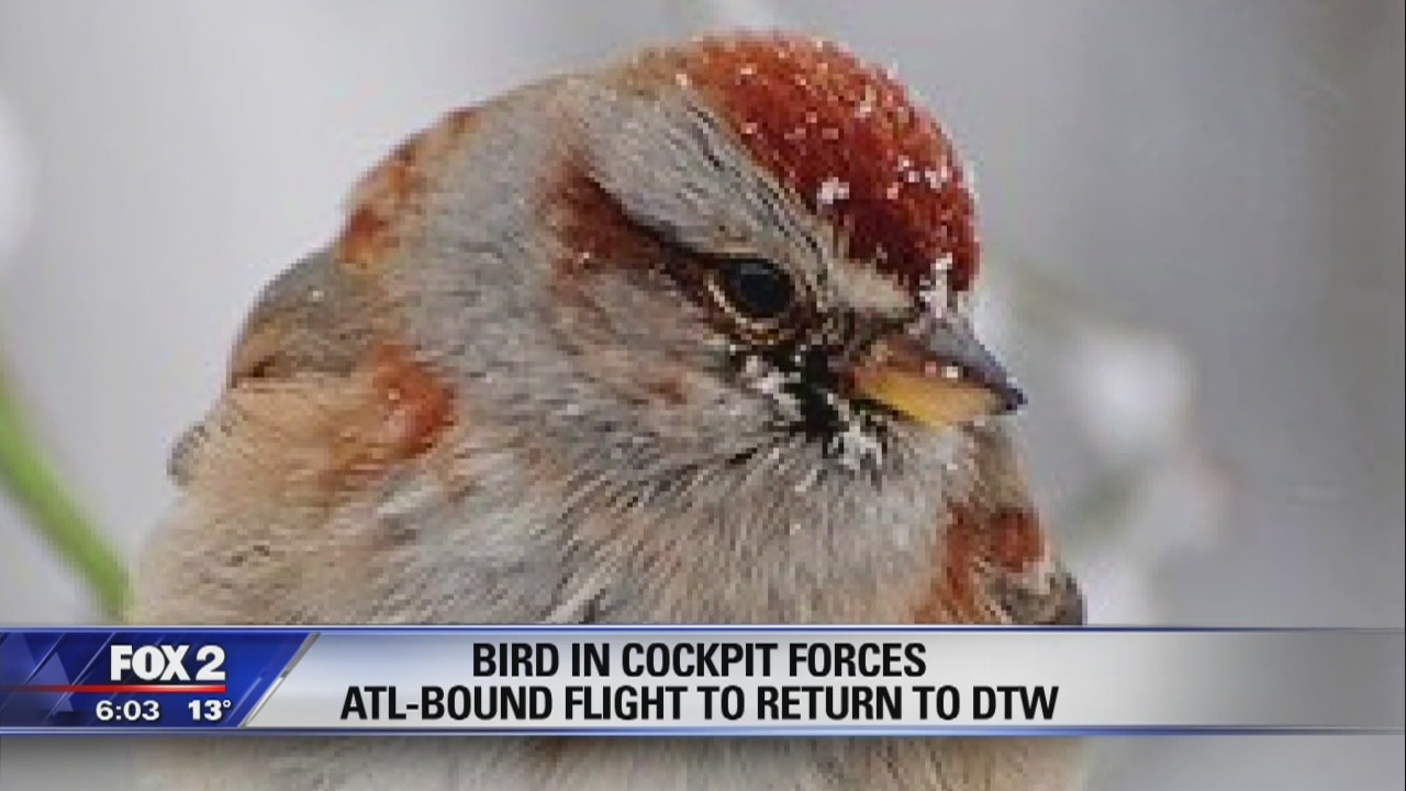Bird in Cockpit forces ATL bound flight back to DTW