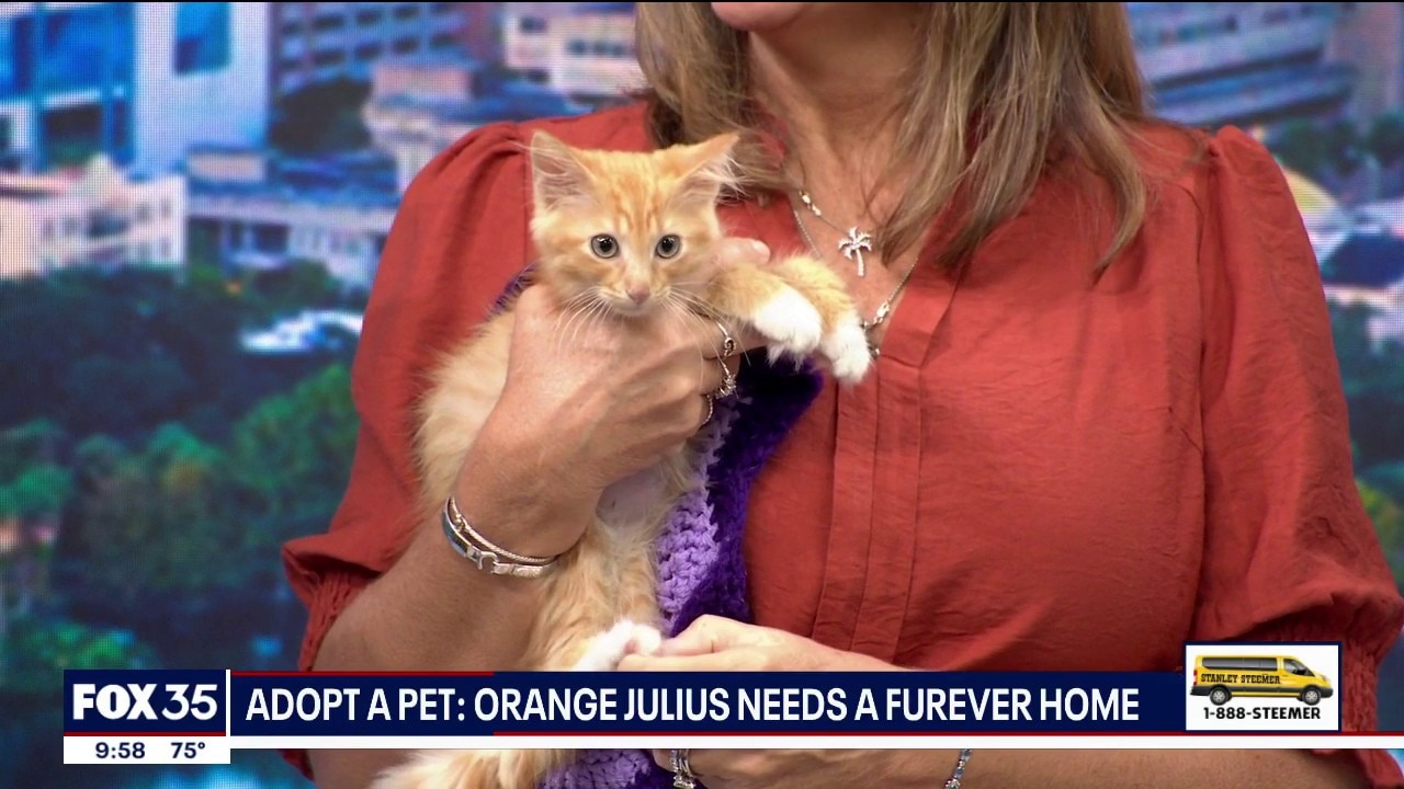 Adopt-A-Pet: Meet Orange Julius