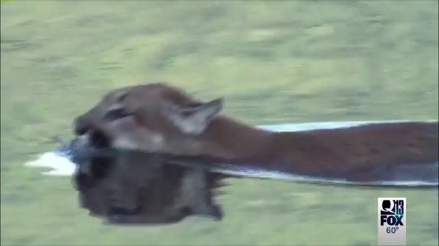 Cougar goes for a swim