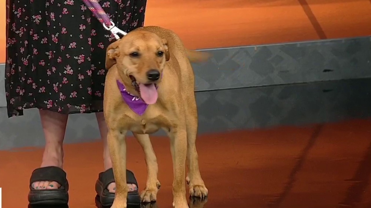 Pet of the day: Sage