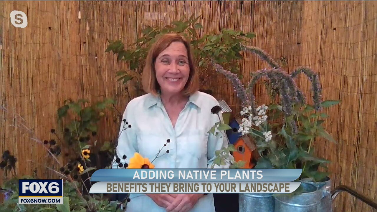 Benefits of adding native plants to your landscape