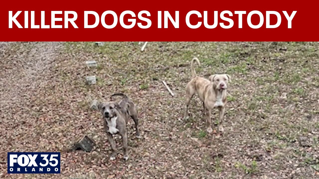 Dogs in deadly attack now in custody of Brevard County Animal Control 