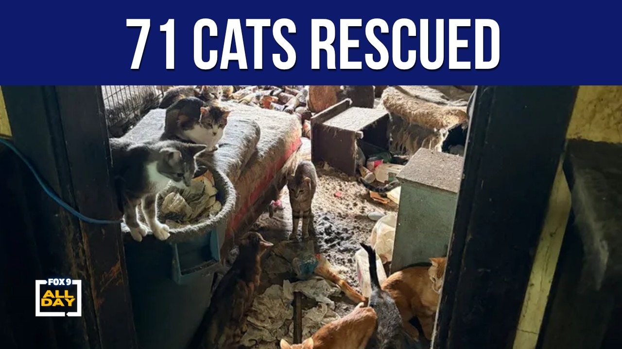 Animal Humane Society rescues 71 cats