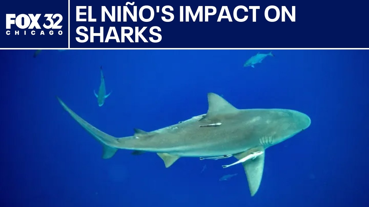 Why El Niño is causing sharks to come closer to shore | ChicagoLIVE