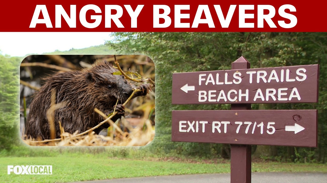Maryland lake closes after second rabid beaver attack in two weeks