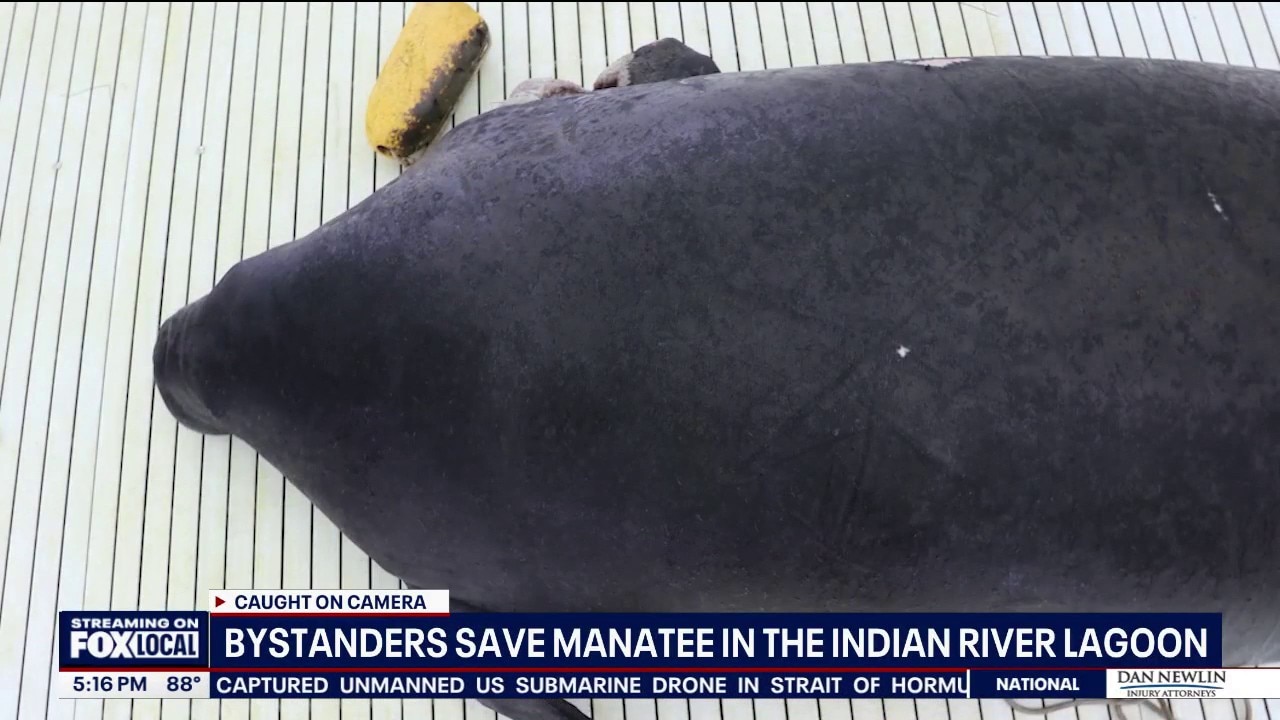 Rescued manatee recovering after crab trap entanglement