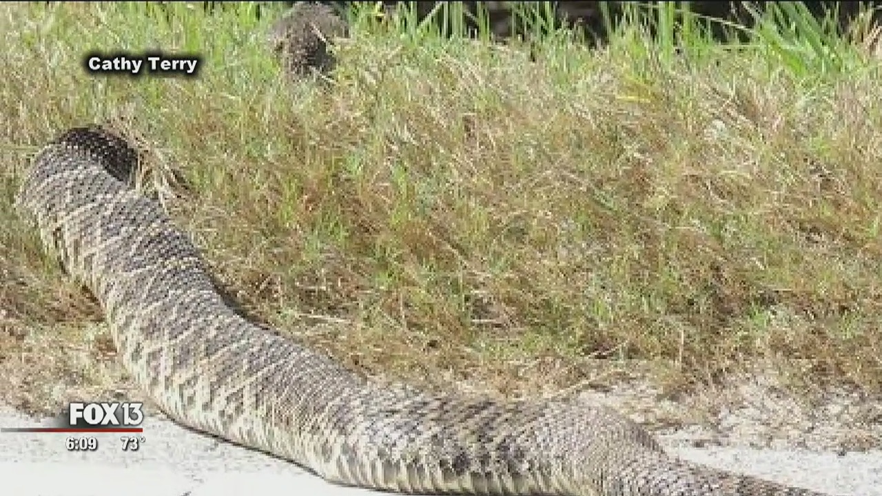 Rattlesnake startles Florida birdwatchers